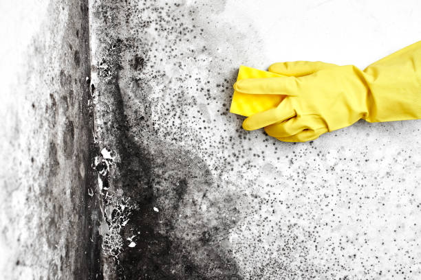 Best Crawl Space Mold Remediation in Netcong, NJ