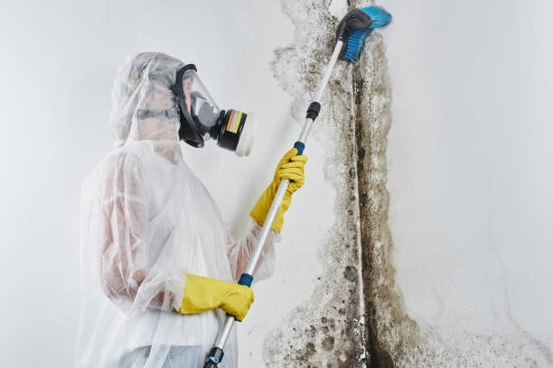 Best Residential Mold Remediation in Netcong, NJ