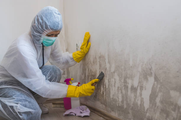 Best White Mold Remediation in Netcong, NJ
