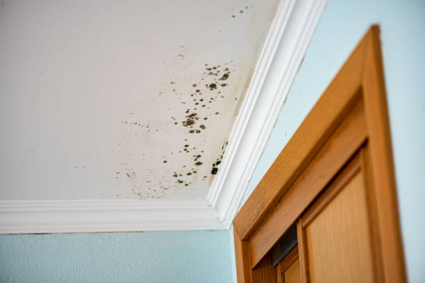 Best Crawl Space Mold Remediation in Netcong, NJ